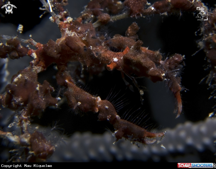 A Neck Crab