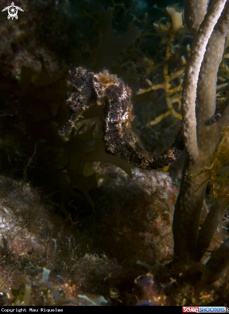 A Longsnout Seahorse