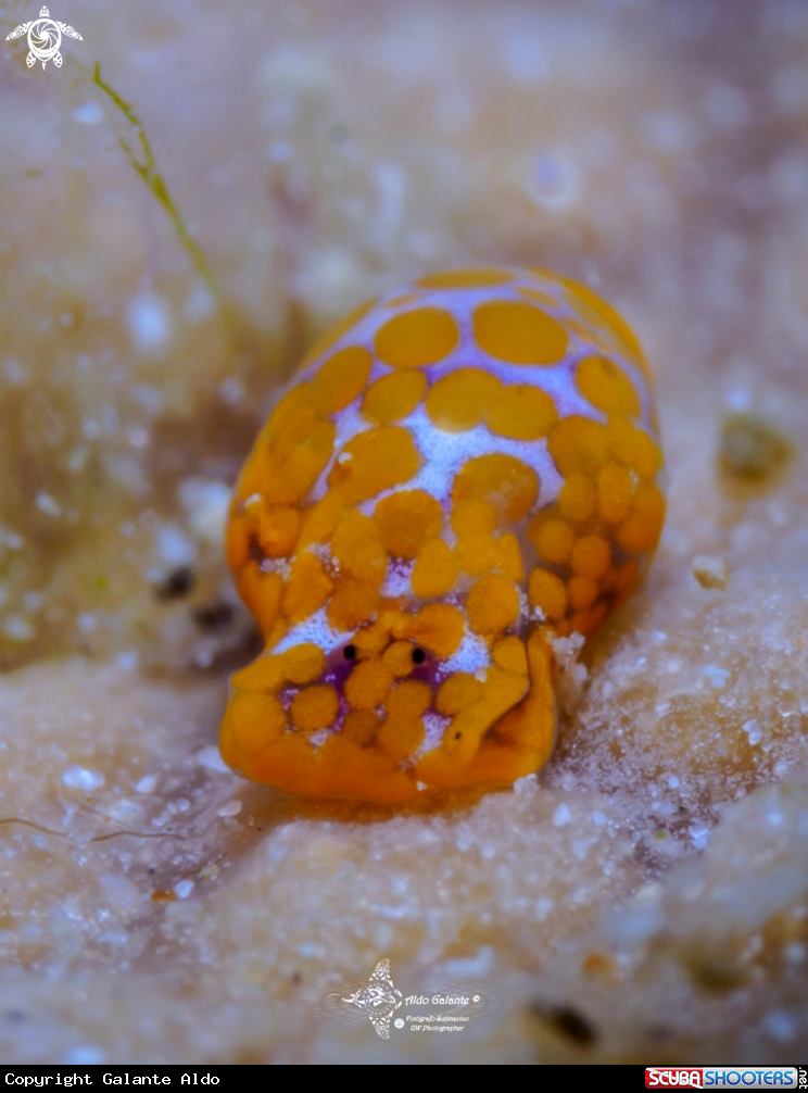 A Sea Snail