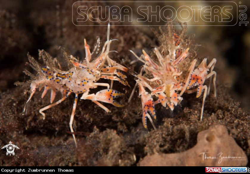A Tiger Shrimp 