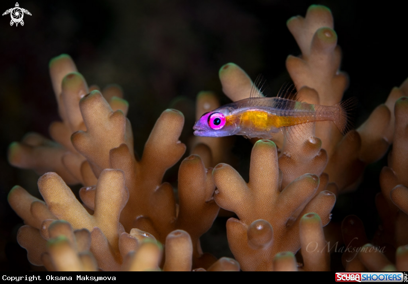 A Pink-eyed Goby (Bryaninops natans)
