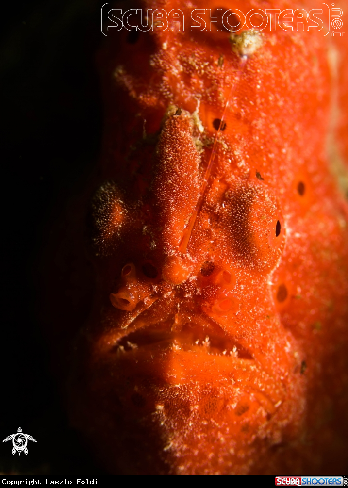 A Painted frogfish