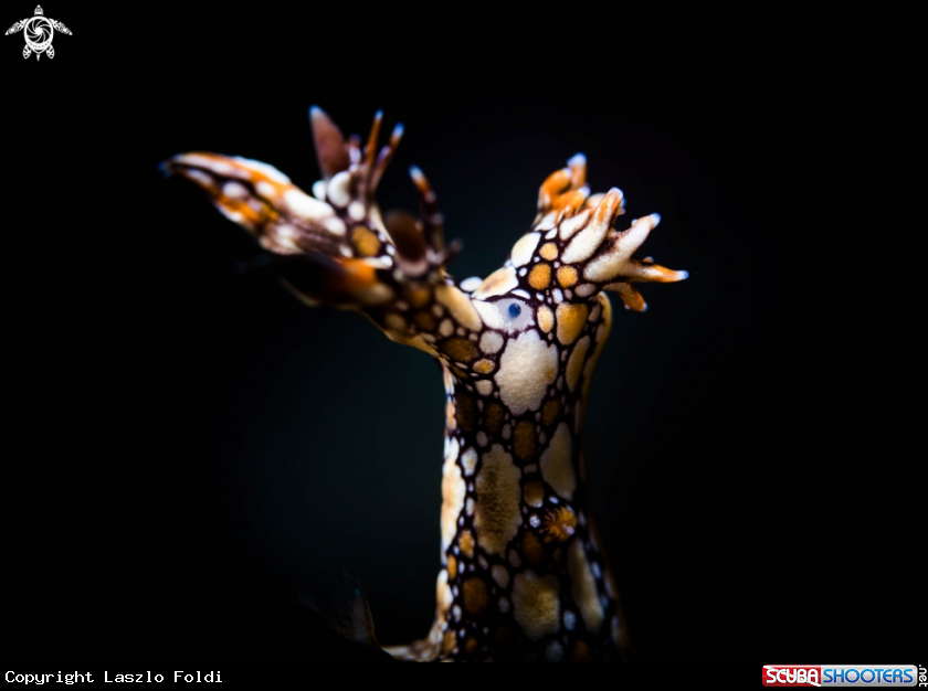 A Bornella anguilla
