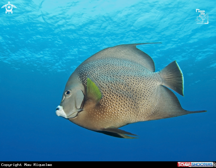 A Gray Angelfish