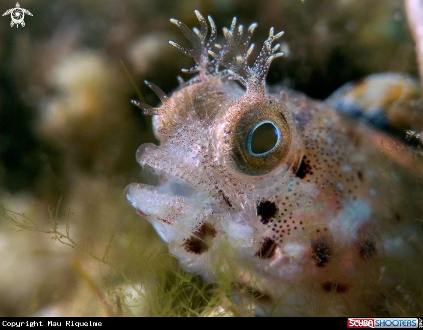 A Roughead Blenny
