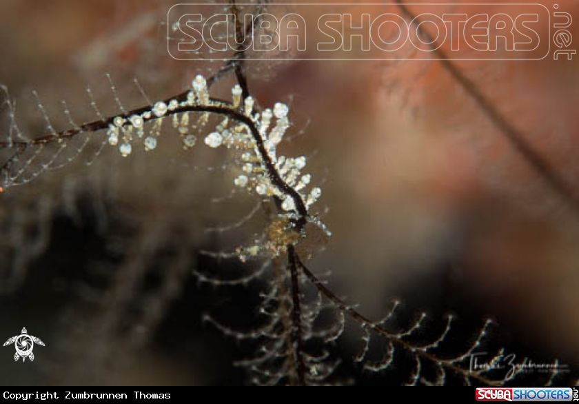 A Nudibranch 