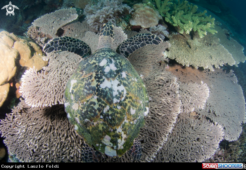 A Turtle 
