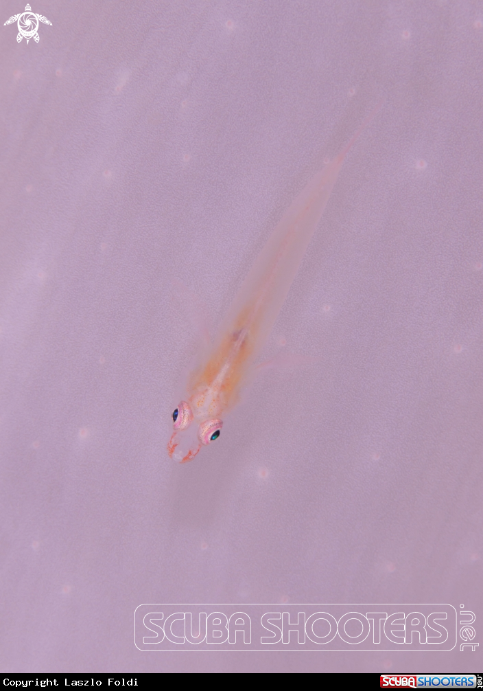 A Goby 