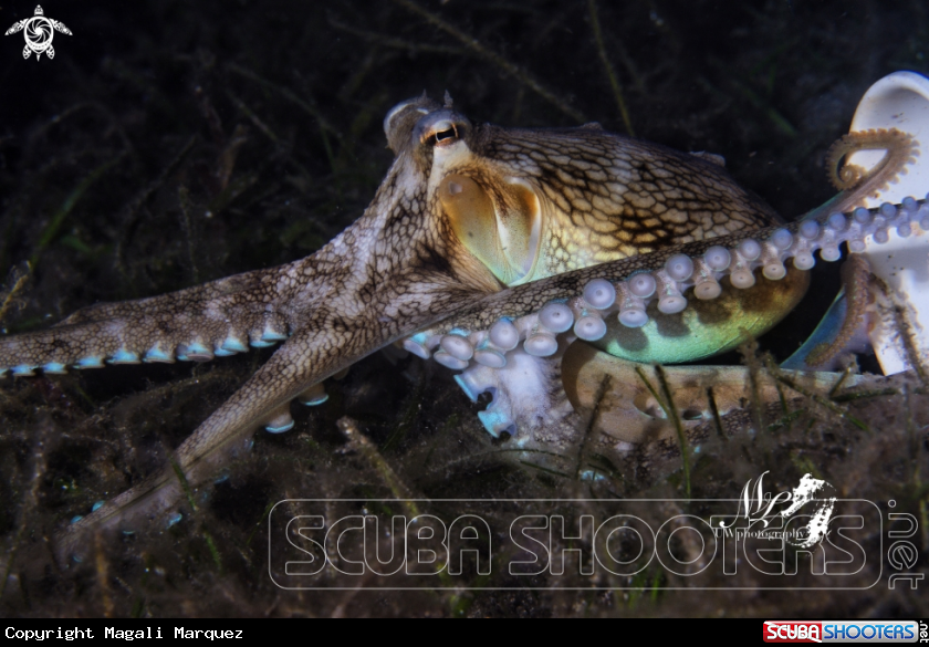 A Coconut octopus 