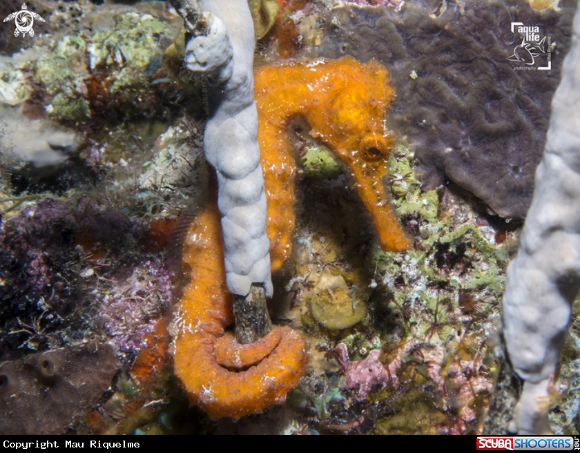 A Longsnout Seahorse