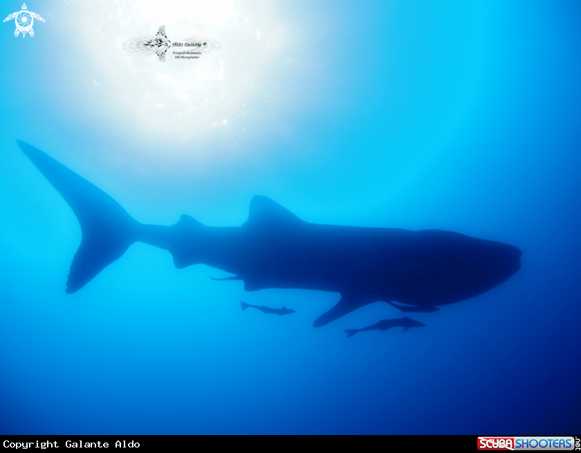 A Whale Shark