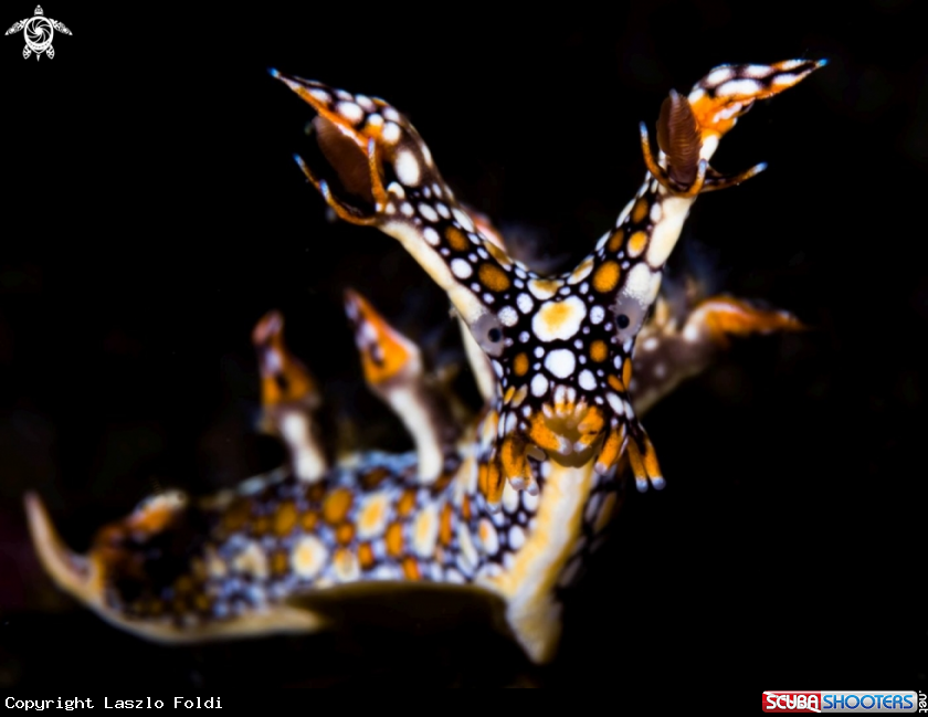A Bornella anguilla