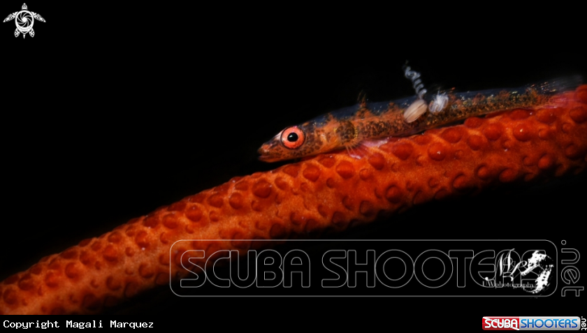 A Whip coral Goby 