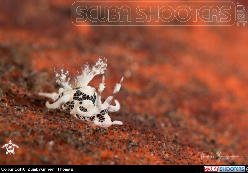 A Nudibranch 