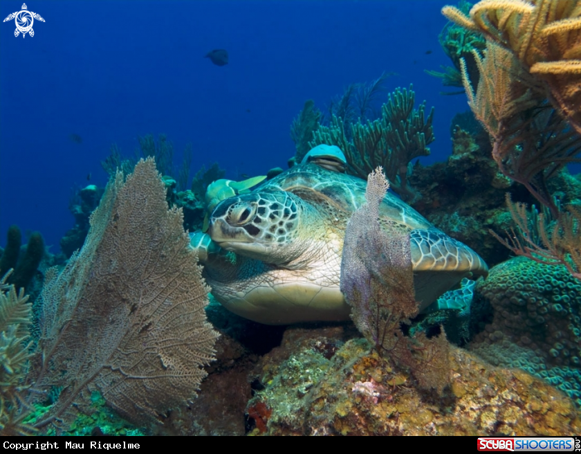 A Green Sea Turtle