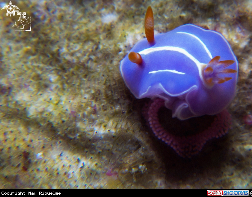 A Mexichromis trilineata