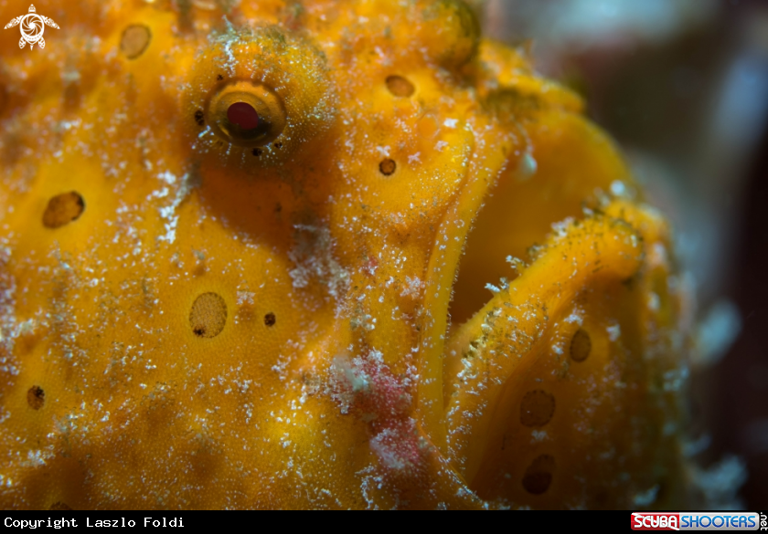A Painted frogfish