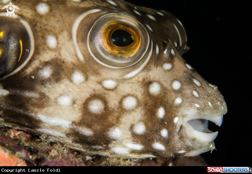 A Puffer fish