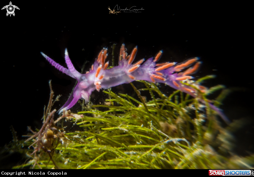 A Nudi