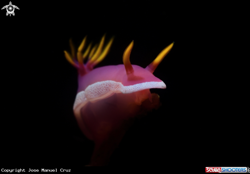 A Nudibranch