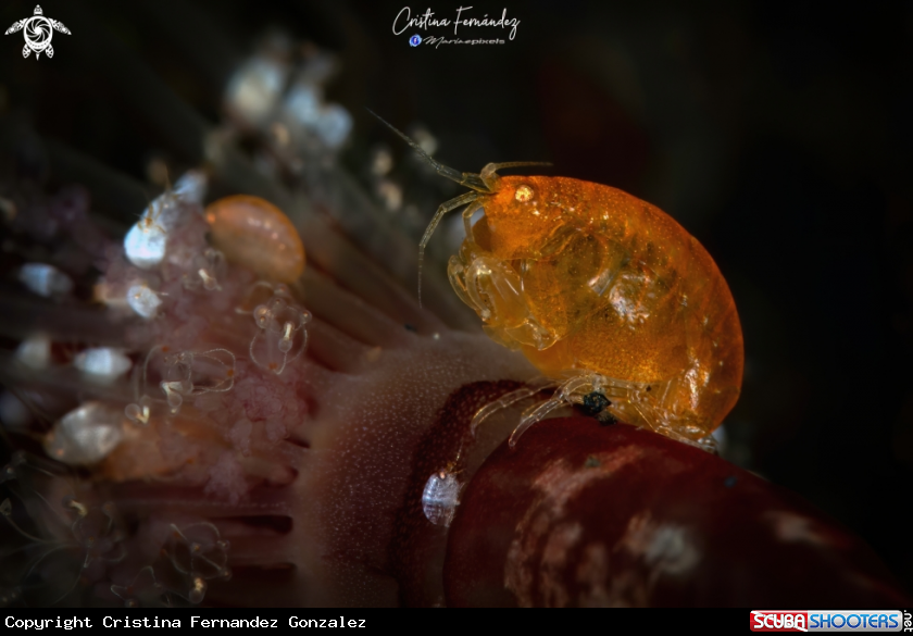 A Lady bug