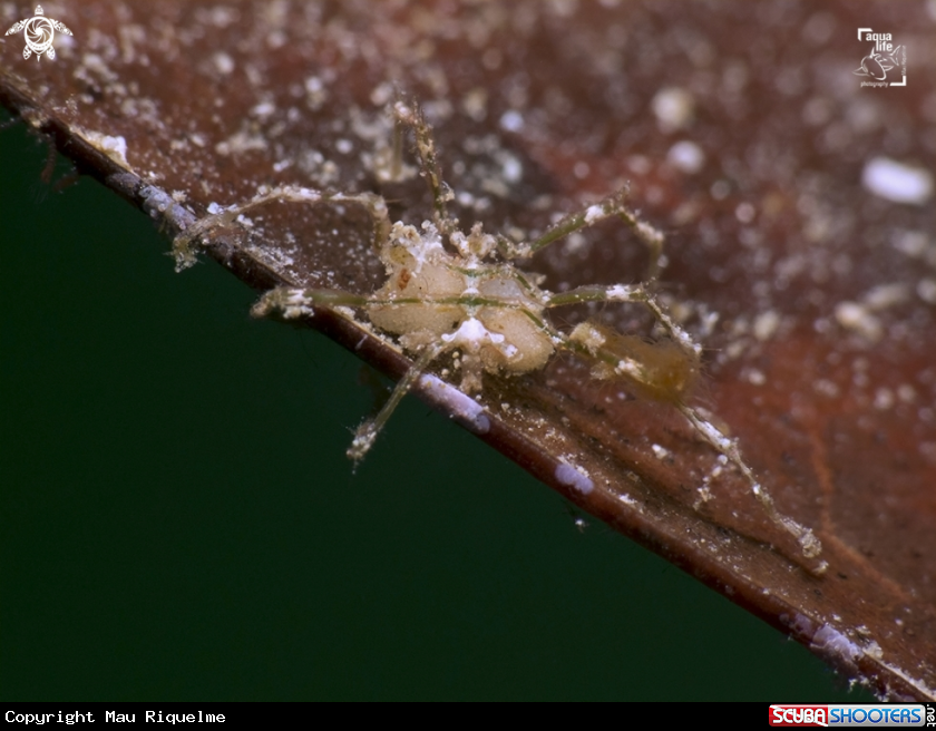A Caribbean Sea Spider