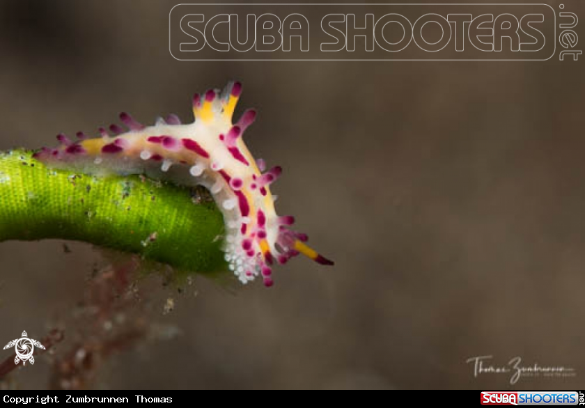 A Nudibranch 