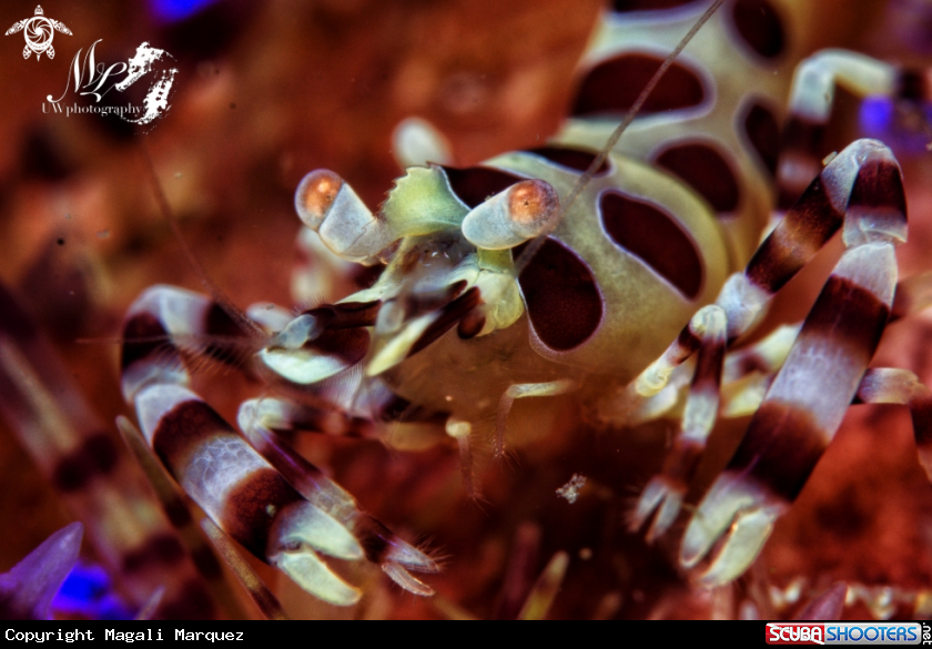 A Coleman Shrimp