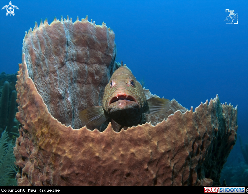 A Tiger Grouper