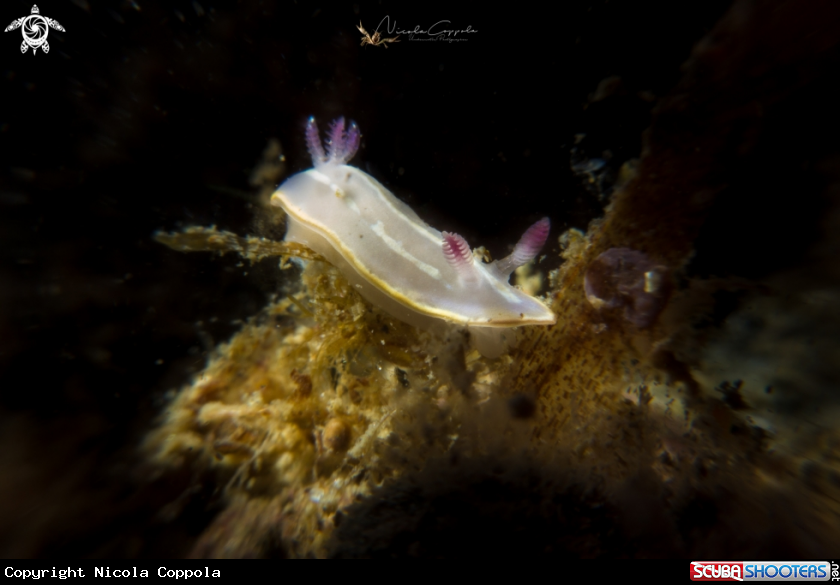 A nudi
