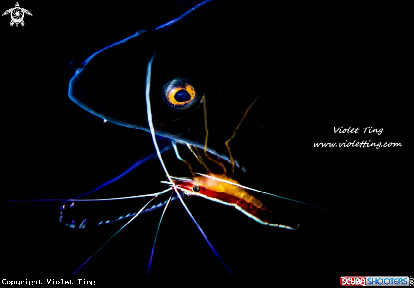 A Eel and cleaner shrimp