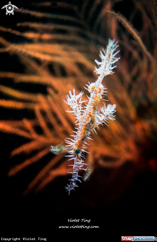 A Ghost Pipefish