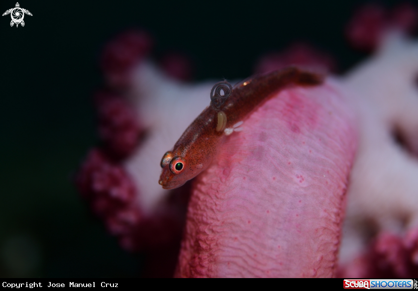 A Common Ghostgoby