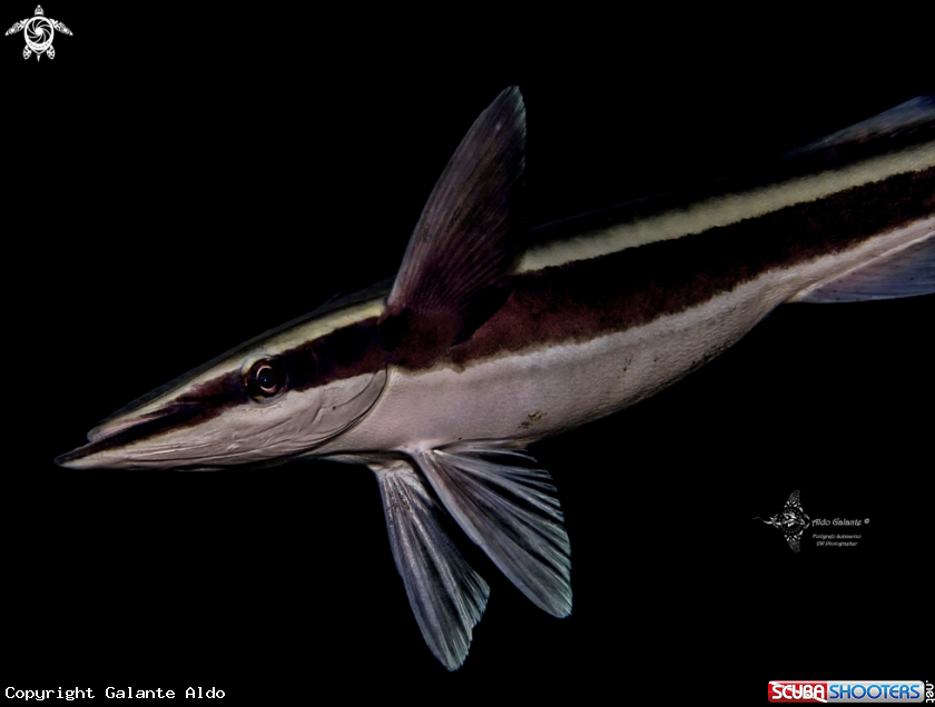 A Remora