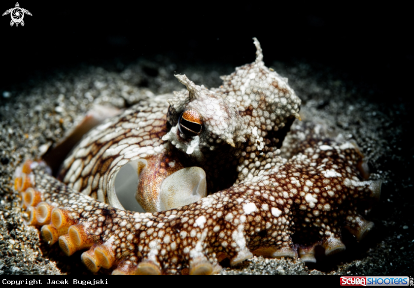 A Octopus