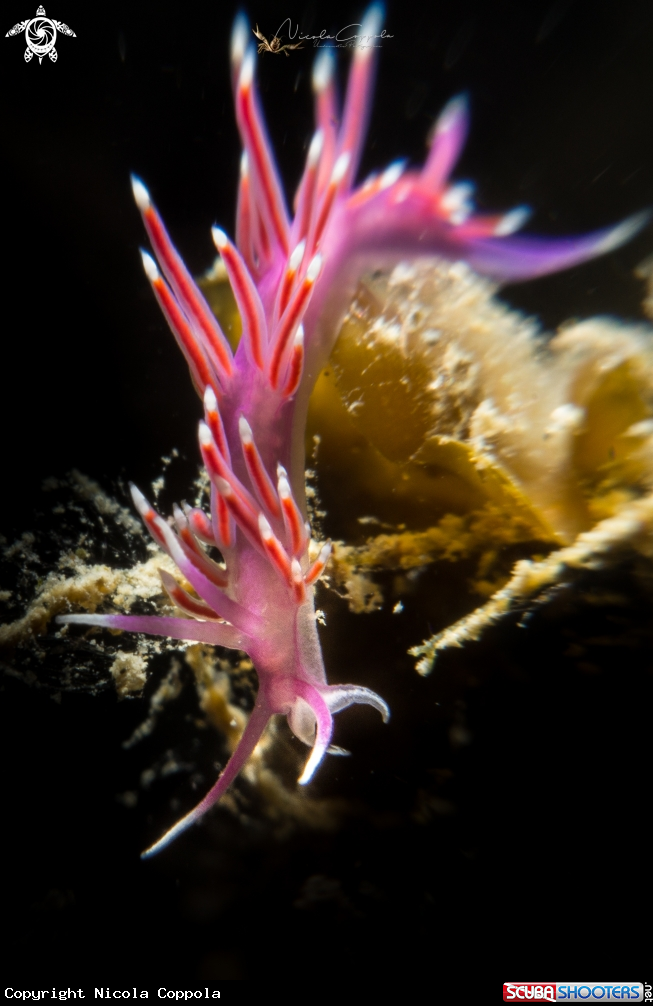 A nudi