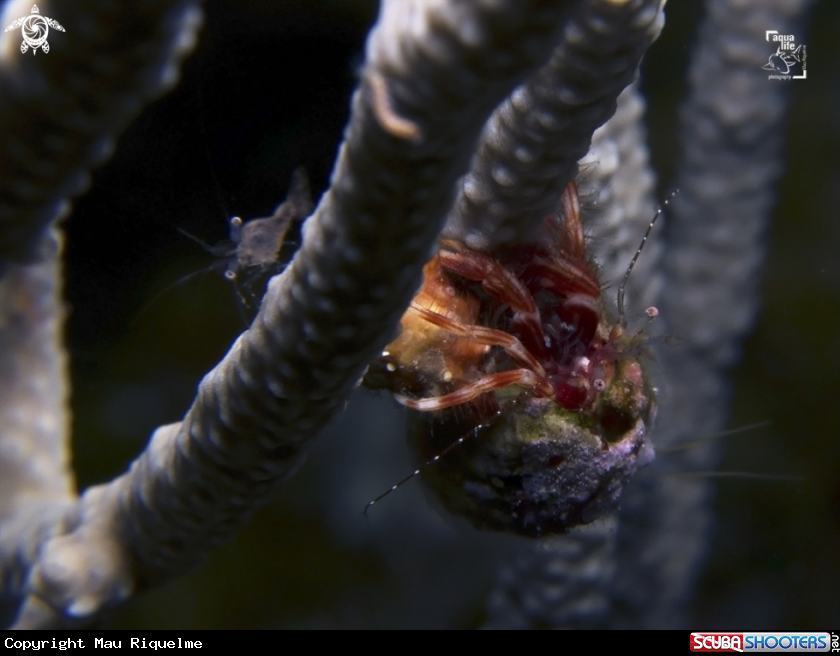 A Hermit Crab and Shrimp :)