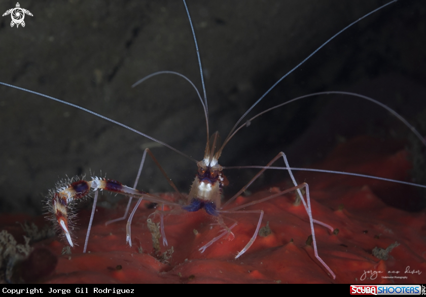 A Banded coral shrimp