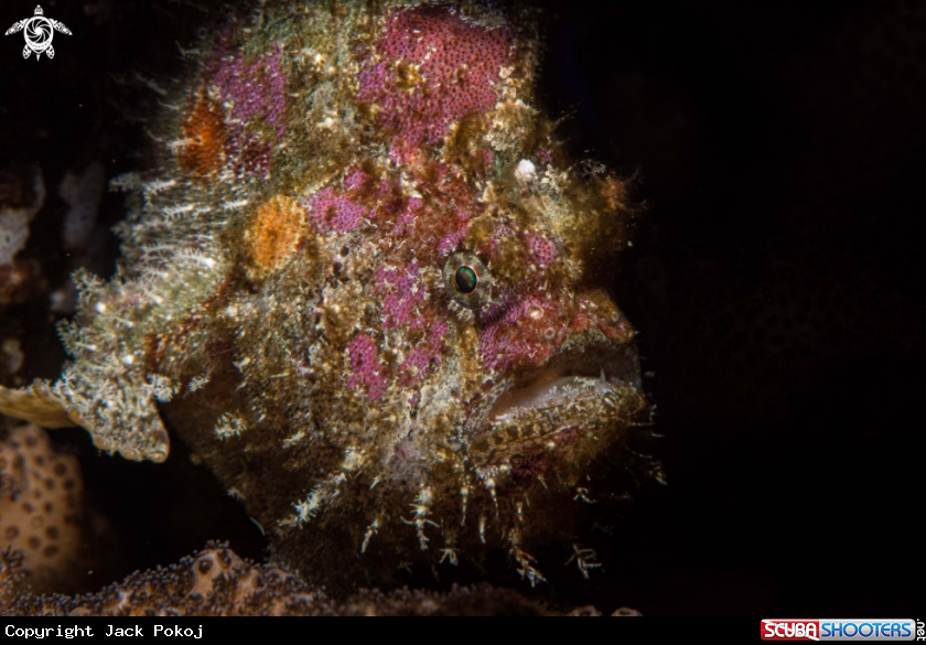 A Painted frogfish