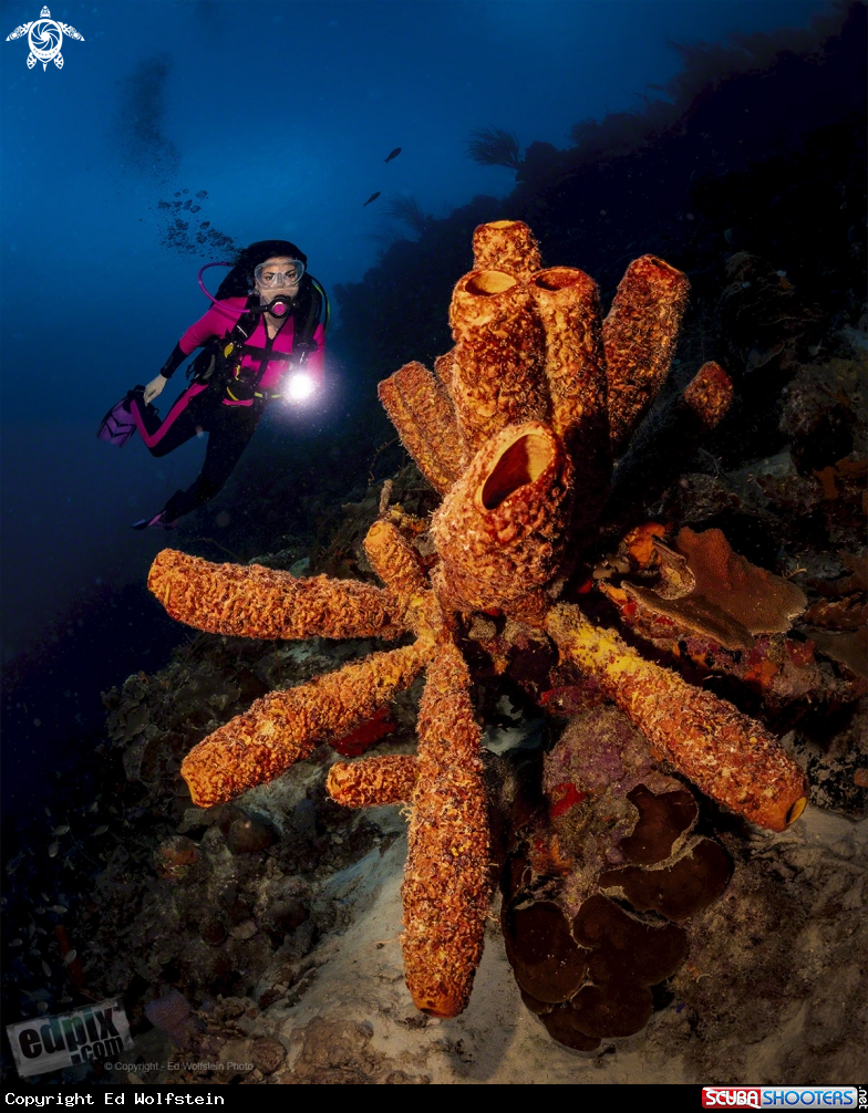 A Tube Sponge