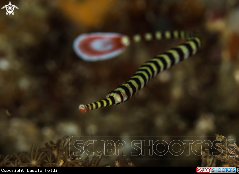 A Banded pipefish 