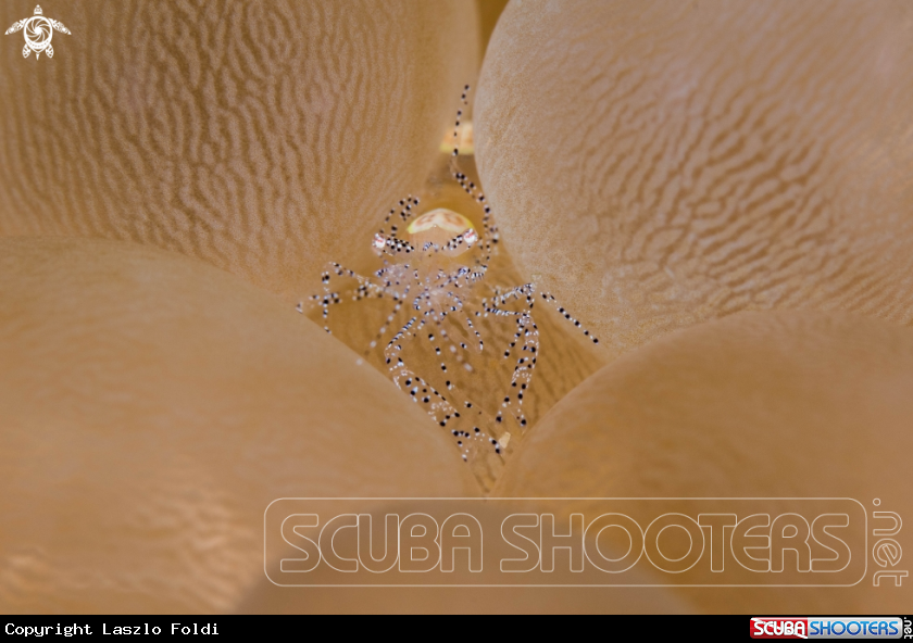 A Cleaner shrimp 