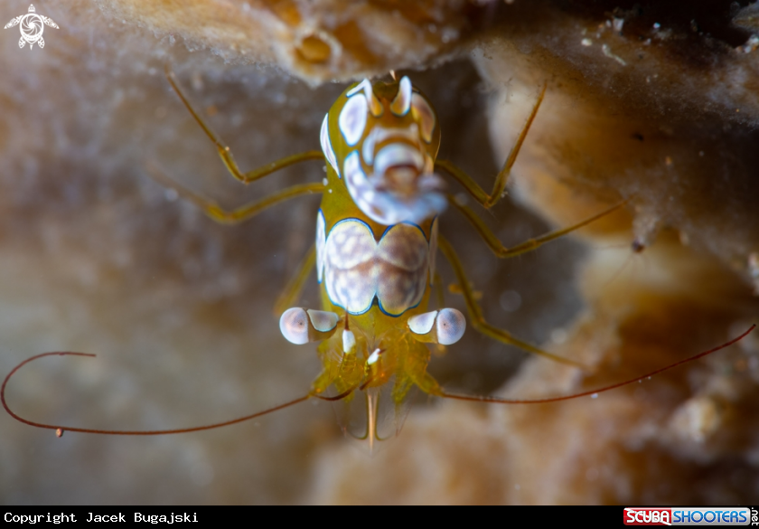 A Sexy shrimp