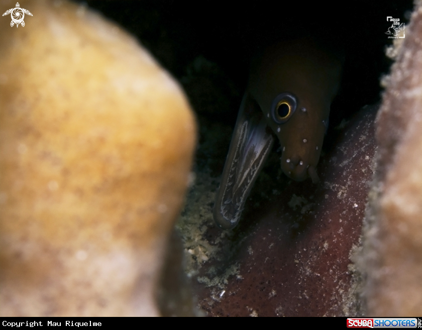 A Chestnut Moray
