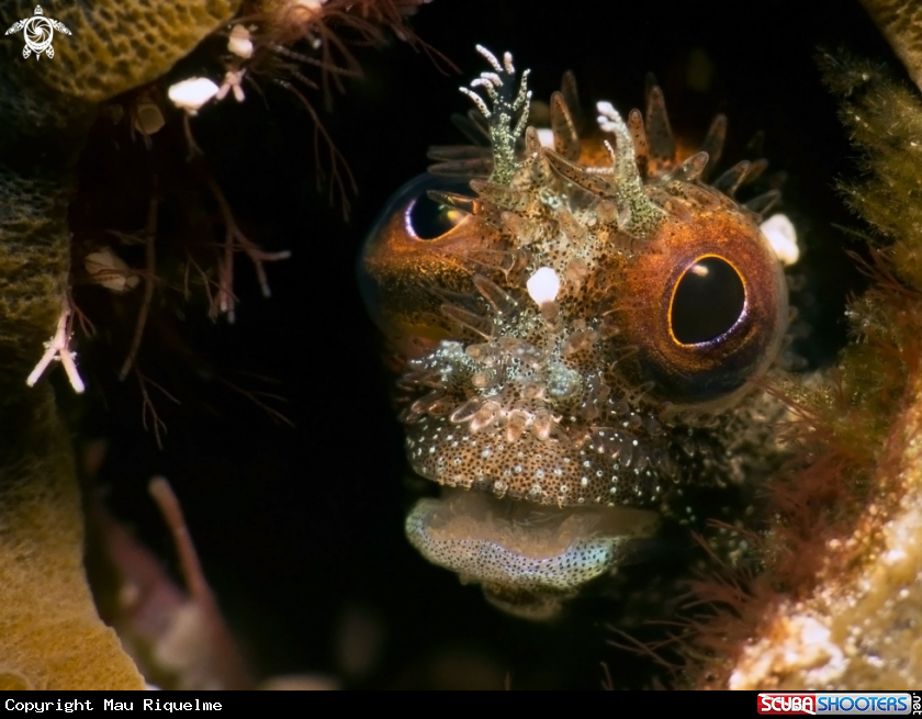 A Enchelycore carychroa