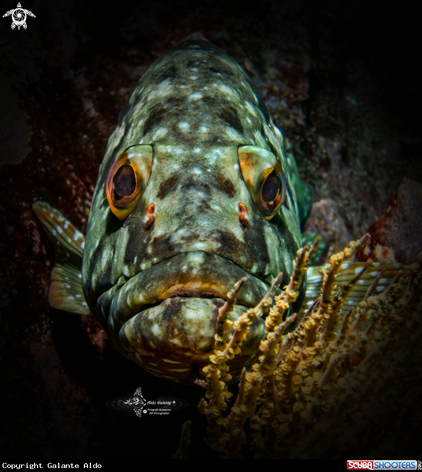 A Starry Grouper