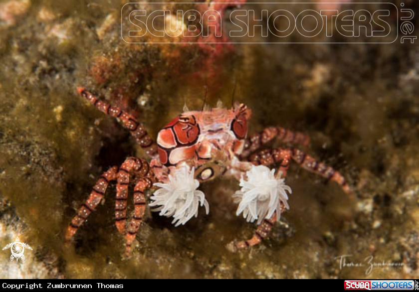 A Boxer Crab 