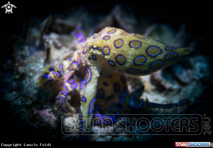 A Blue-ringed octopuses