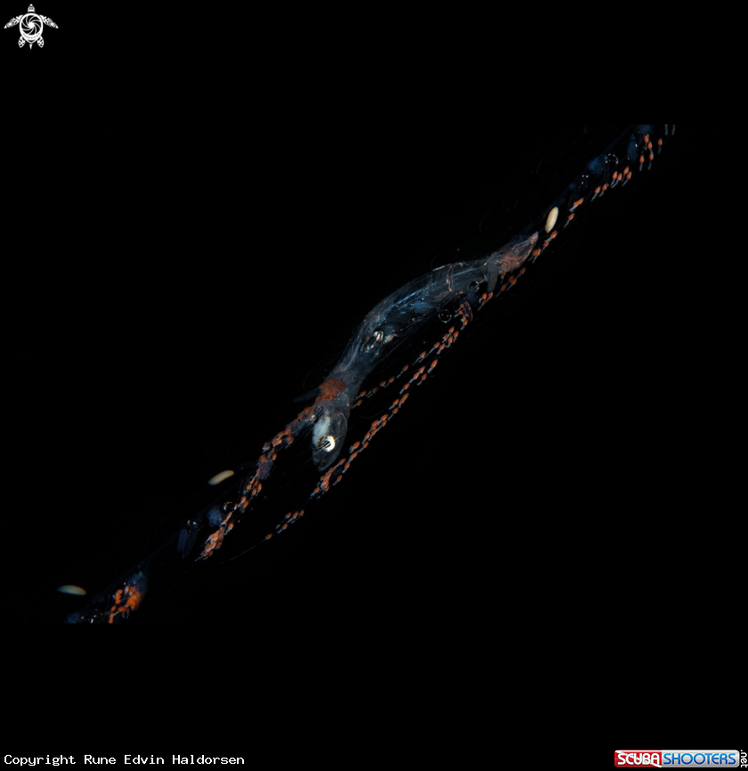 A Nanomia Cara