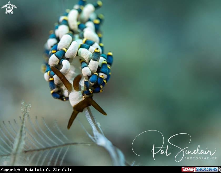 A nudibranch